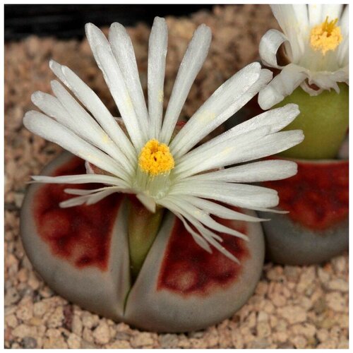 Семена Орешка Суккулент Литопс Lithops karasmontana Summitatum 10 шт. фото, описание