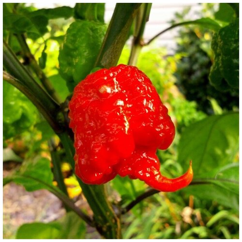 Семена Орешка Перец острый Carolina Reaper 5 шт. фото, описание