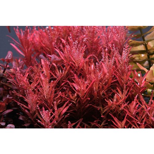 Растение аквариумное живое Ротала Реддиш (Rotala Reddish) 2 ветки по 10-15 см фото, описание