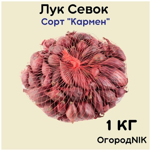 Лук Севок сорт 