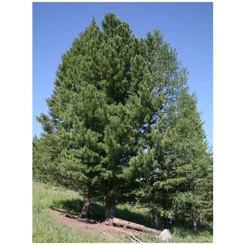 Семена Кедр сибирский (Pinus sibirica), 30 штук фото, описание