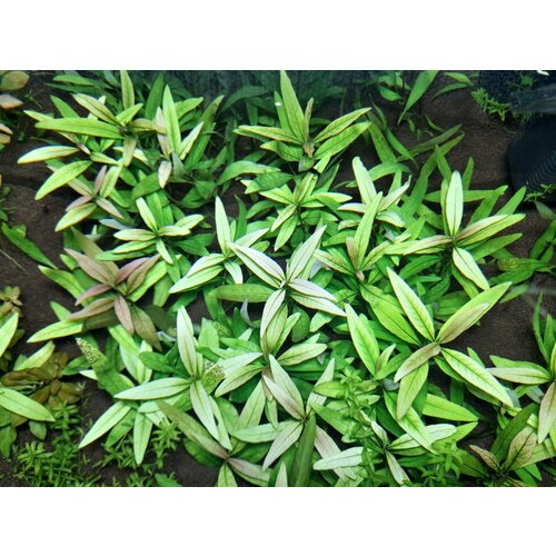 Растение аквариумное живое Гигрофила Иволистная (Hygrophila angustifolia) 2 ветки по 10-15см фото, описание