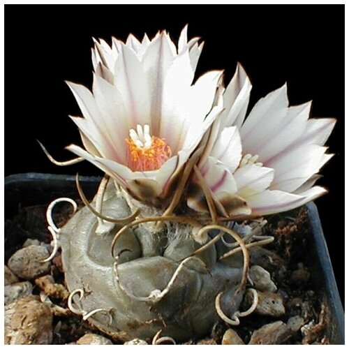 фото Семена Орешка Суккулент Кактус Turbinicarpus macrochele 10 шт., купить онлайн за 350 рубл.