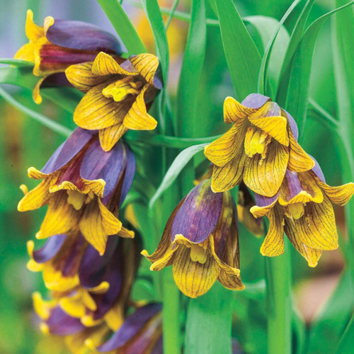 Луковицы цветов, botanica garden, фритиллярия УВА вулпис, 10 штук фото, описание