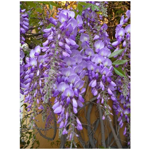 фото Семена Глициния китайская (Wisteria sinensis), 5 штук, купить онлайн за 440 рубл.