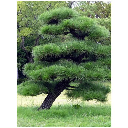 Семена Сосна Тунберга (Pinus thunbergii), 15 штук фото, описание