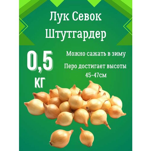 Лук севок Штутгартер Ризен 0.5 кг фото, описание