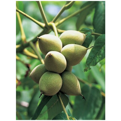 Семена Орех маньчжурский (Juglans mandshurica), 5 штук фото, описание