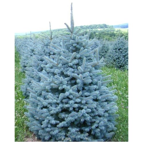 Семена Ель голубая колючая (Picea pungens), 30 штук фото, описание