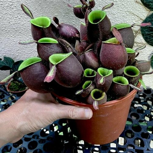 фото Непентес Ампулярия, Nepenthes Аmpullaria, насекомоядное растение, семена, купить онлайн за 433 рубл.