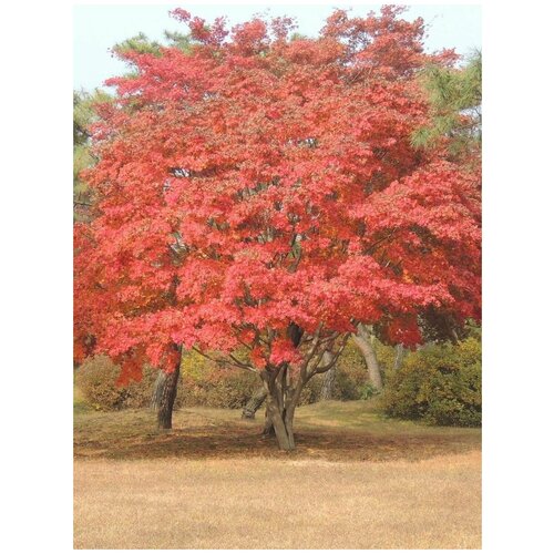 Семена Клён маньчжурский (Acer mandshuricum), 10 штук фото, описание