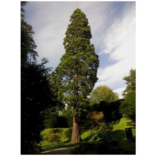 Семена Секвойя вечнозелёная (Sequoia sempervirens), 20 штук фото, описание