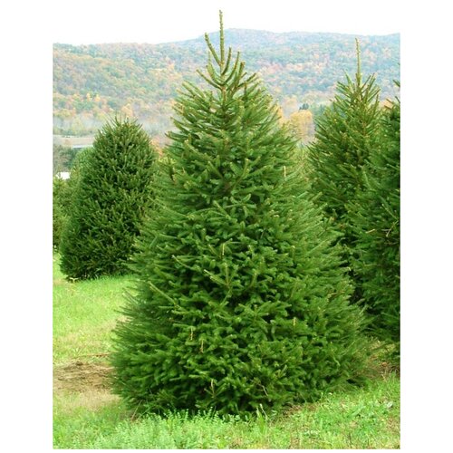 фото Семена Ель европейская (Picea abies), 55 штук, купить онлайн за 400 рубл.