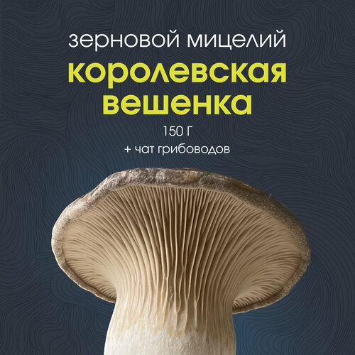 Мицелий грибов вешенки королевской Эринги, грибница для выращивания фото, описание