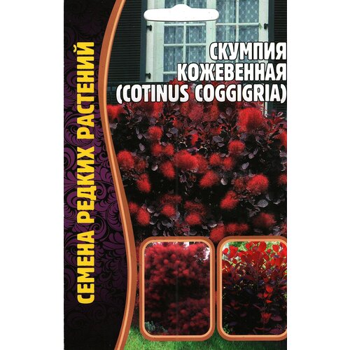 Скумпия Кожевенная Cotinus coggigria, многолетний кустарник ( 1 уп: 20 семян ) фото, описание