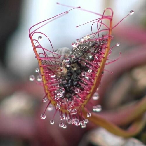 Семена Мухоловка Росянка Бината 10+ шт, Drosera Binata, рогатое хищное растение, поедающее мух фото, описание