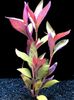 Red Aquarium Plant Alternanthera lilacina photo 