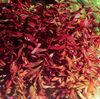 Red Aquarium Plant Ammannia senegalensis photo 