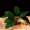 Verde Anubias Coffeefolia