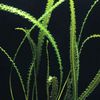 Plantas Aponogeton Longiplumulosus