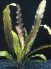 Plantas Aponogeton Rigidifolius