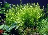 зелена Акваријум биља Баби Сузе фотографија 
