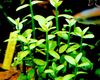 Grün Pflanze Bacopa Madagascariensis foto 