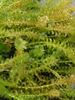 Канадалық Waterweed (Су Оба)