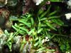 蕨藻Brachypus