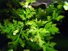 зеленый Растение Папоротник рогатый фото (Папоротники)