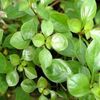 Zelená Rostlina Plíživý Ludwigia, Úzký List Ludwigia fotografie 