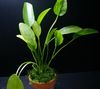 zelená Akvarijné Rastlina Echinodorus Aschersonianus fotografie 
