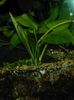 Green Aquarium Plant Echinodorus palaefolius photo 