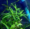 Green Aquarium Plant Eichornia diversifolia photo 
