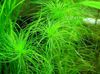 Vihreä akvaario kasvi Eriocaulon Melanocephalum kuva 