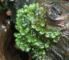 Verde Fissidens Splachnobryoides