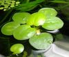 绿 水族馆植物 Limnobium Stoloniferum 照片 