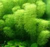 Verde Limnophila Aquatica
