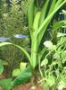 Onion plant, Water Onion