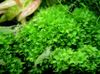 зелена Акваријум биља Плагиомниум Трицхоманес фотографија (Маховина)