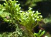 Serrated მწვანე ზღვის მცენარეების
