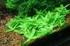 зелена Акваријум биља Стаурогине фотографија 