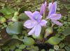 Vand Hyacint