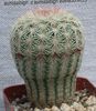alb Plantă Acanthocalycium fotografie (Desert Cactus)