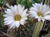 alb Plantă Acanthocalycium fotografie (Desert Cactus)