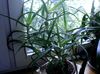 rauður Planta Aloe mynd (Mergjað)