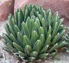 Pflanzen Amerikanische Jahrhundert, Pita, Gespickt Aloe