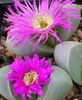 紫丁香 室内植物 Argyroderma 照片 (肉质)
