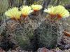 žuta Biljka Astrophytum foto (Pustinjski Kaktus)