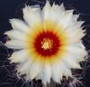 alb Plantă Astrophytum fotografie (Desert Cactus)